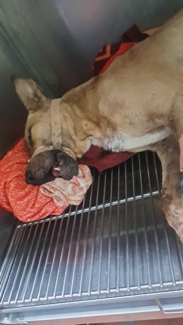 Popular / Omanoma "Perrín" tras explosión de petardo en Navidad