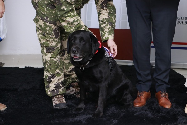 Otorgan reconocimiento a “Rocky”, el perro héroe de la Senad - trece