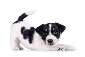 Desvelos en cachorros y gatitos: claves para noches más tranquilas y felices  - Mascotas - ABC Color