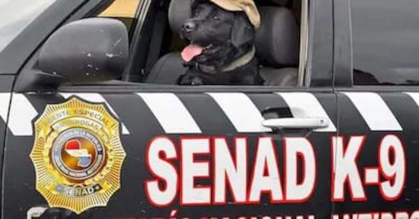 Diario HOY | Agente canino de la Senad se jubila con honores