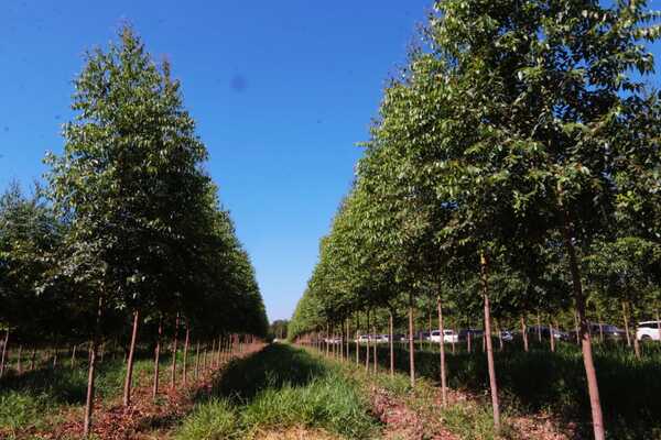 Exportaciones forestales superan los USD 100 millones por primera vez