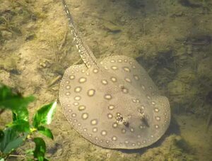 Aumentan picaduras de rayas en playas de Encarnación
