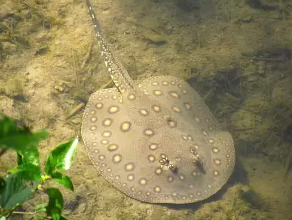 Aumentan picaduras de rayas en playas de Encarnación