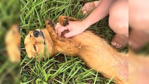 Rescatan a perrita que estaba en un cartón en medio de la ruta