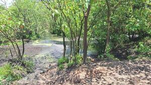 Allanan planta industrial por mortandad de peces en el río Tebicuarymí