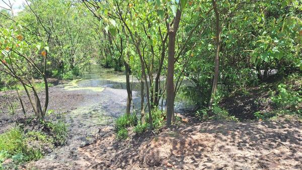 Allanan planta industrial por mortandad de peces en el río Tebicuarymí