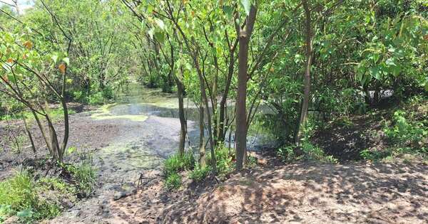 Diario HOY | Investigan causa de mortandad de peces en el río Tebicuarymí