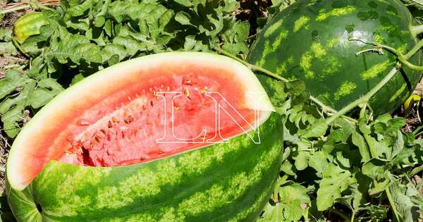 La Nación / La Fiesta Nacional de la Sandía impulsa ingresos y fortalece la agricultura familiar en Itapúa