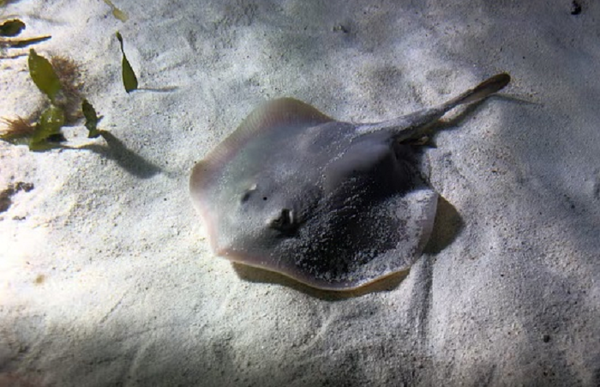 Picaduras de rayas dejan 14 atendidos en Encarnación - Noticiero Paraguay