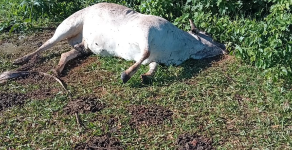 Extraño caso en Curuguaty: animales vacunos aparecen muertos sin ojos ni lengua | Unicanal