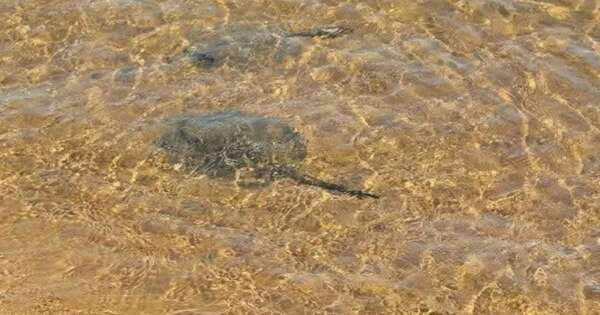 Diario HOY | Reportan 14 casos de picaduras de rayas en playas de Encarnación