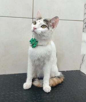 Michi - Encontrá a tu mascota - ABC Color