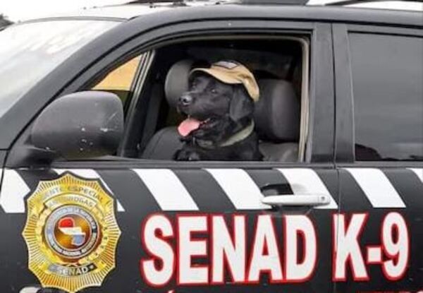 Un merecido reconocimiento: galardonaron a «Rocky»