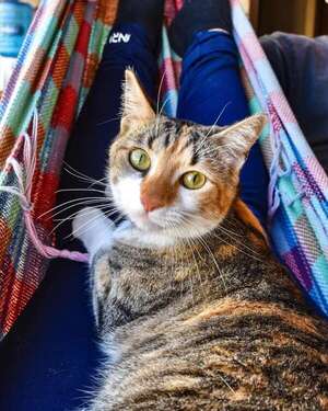 Molly  - Encontrá a tu mascota - ABC Color