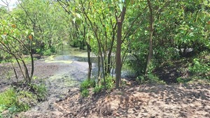 Allanan planta industrial tras denuncia de mortandad de peces - ADN Digital