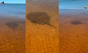 Alerta en playas de Encarnación por aumento de picaduras de rayas - OviedoPress