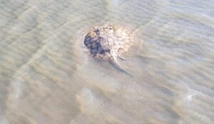 Preocupa el aumento de picaduras de rayas en Encarnación