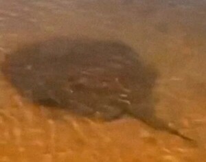 Aumentan picaduras de rayas en temporada de verano