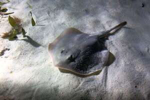 AUDIO: Salud reportó 14 atenciones por picaduras de rayas en Encarnación - Periodísticamente - ABC Color