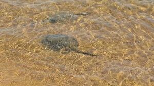 Reportan más de 10 casos de picaduras de rayas en playa de Encarnación | Unicanal