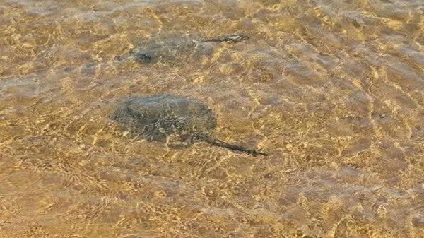 Reportan más de 10 casos de picaduras de rayas en playa de Encarnación | Unicanal