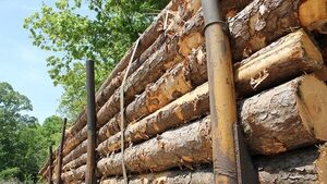 Exportaciones forestales superan los US$ 100 millones: un año de crecimiento sostenido