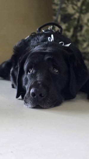 Asunción premia al K-9 "Rocky" por su lucha antidrogas