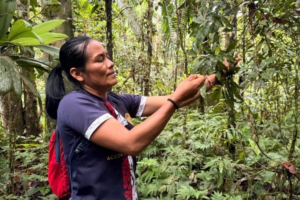 Mujeres de Sarayaku: Reforestación récord en la Amazonia