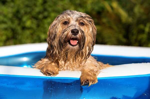 A prueba de cloro: la guía de seguridad imprescindible para que tu perro disfrute de la piscina - Mascotas - ABC Color