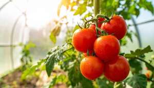 ¿Puede la biotecnología salvar la agricultura? Nuevas estrategias para un futuro sostenible - Ciencia - ABC Color