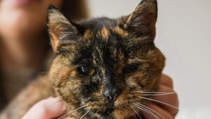 Flossie, la gata viva más longeva del mundo, cumple 30 años