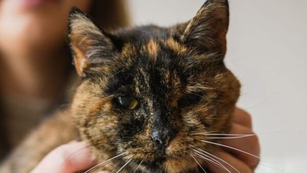 Flossie, la gata viva más longeva del mundo, cumple 30 años