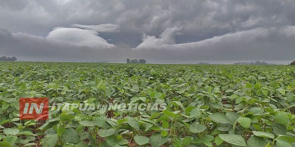 BUENA PERSPECTIVA PARA LA SOJA, PERO HAY DIFICULTAD EN APLICACIÓN DE FUNGICIDAS