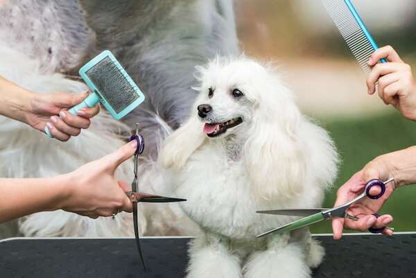 Cómo preparar a tu mascota para su primera sesión de peluquería veterinaria - Mascotas - ABC Color