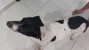 Encontró a su perra Maia después de casi tres años, pero ya tenía nueva casa