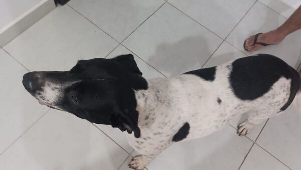 Encontró a su perra Maia después de casi tres años, pero ya tenía nueva casa