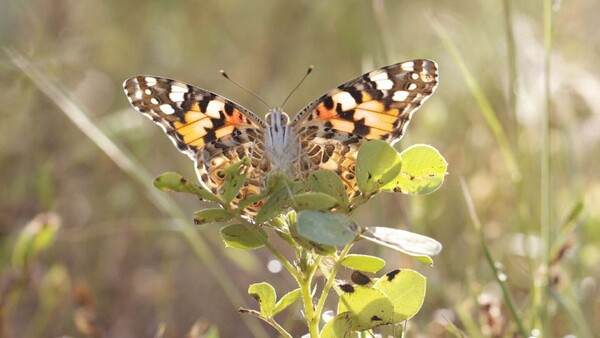 Las mariposas carderas migran en direcciones opuestas según el hemisferio
