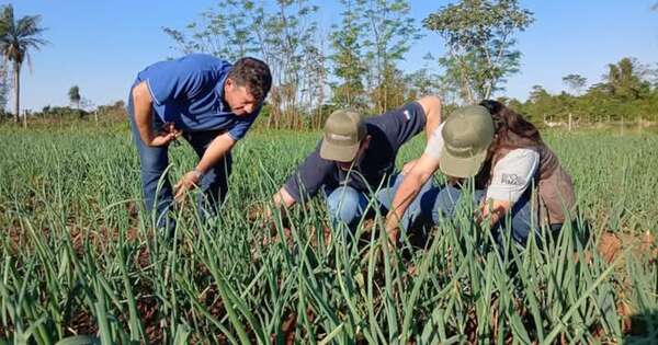 La Nación / Hortalizas generan más de G. 12.800 millones en Itapúa