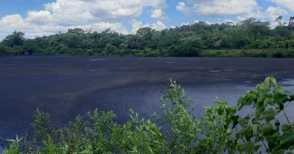 La Nación / Fiscal investiga mortandad de peces en el río Tebicuarymí