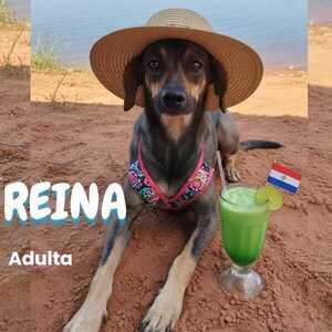 Defensa Animal insta a la adopción responsable de animales  - trece