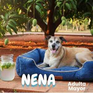 Engaños en adopción: falsas promesas ponen en riesgo a los animales, afirman | Unicanal