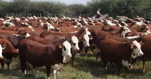 La Nación / Identificación de terneros de la especie bovina iniciará el 1 de febrero