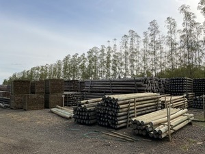 Industria Forestal: Récord de exportación y valor agregado