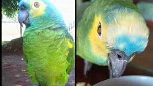Motoqueiro se llevó a un lorito: "Lloro, gente, son 20 años juntos"