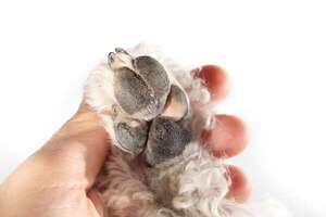 Cómo proteger las almohadillas y la nariz de tu mascota del verano extremo - Mascotas - ABC Color