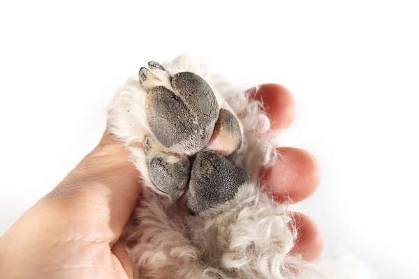 Cómo proteger las almohadillas y la nariz de tu mascota del verano extremo - Mascotas - ABC Color