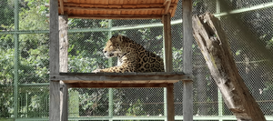 Chiqui: El jaguareté que transformó el Refugio Atinguy