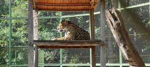 Chiqui, el jaguareté símbolo del Refugio Faunístico Atinguy - Nacionales - ABC Color