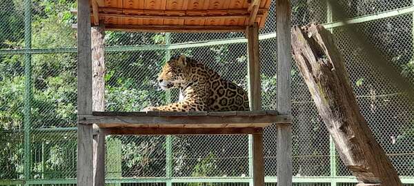 Chiqui, el jaguareté símbolo del Refugio Faunístico Atinguy - Nacionales - ABC Color