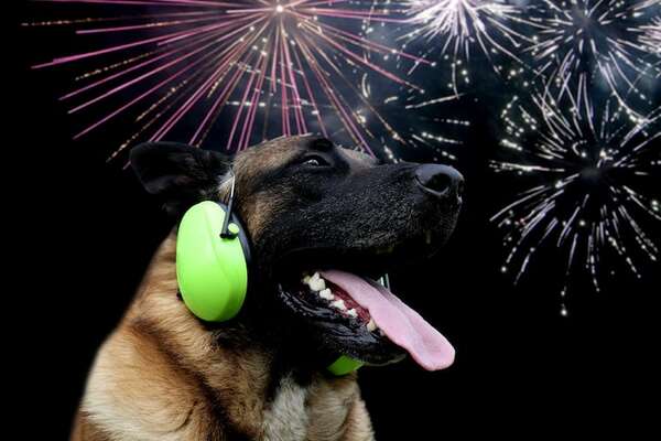 Alemanes y sus mascotas buscan refugio en el aeropuerto para una Nochevieja sin estruendos - Mascotas - ABC Color